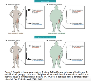 Flessibilità-metabolica-e-resistenza-allinsulina