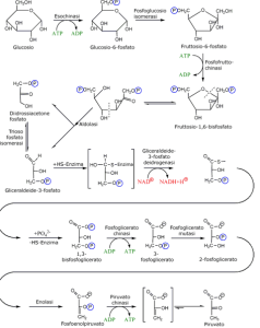 glicolisi