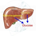 Hepatic_glucose