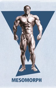 mesomorfo-ectomorfo-endomorfo3