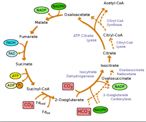 Schermata-12-2456643-alle-10_31_32