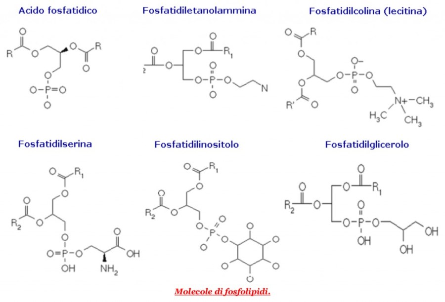 fosfolipidi-1024x697