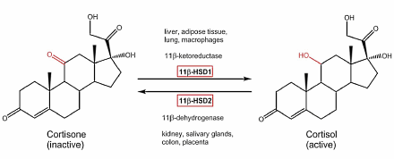 cortisolcortisone11betahsd