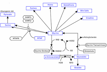glycinemetabolism