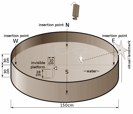 nandrolonecognitiveeffect3