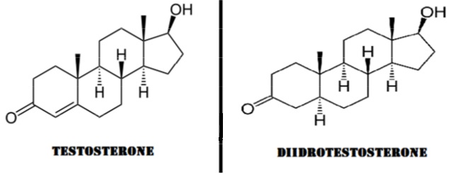 testosterone-diidrotestosterone-differenza