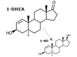 1-dhea