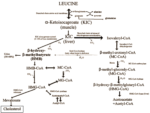 leucinehmbmetabolism