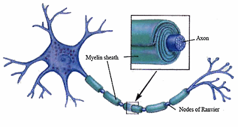 myelin1