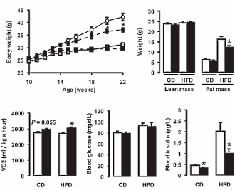 nicotinamideribosidefatoxidation1