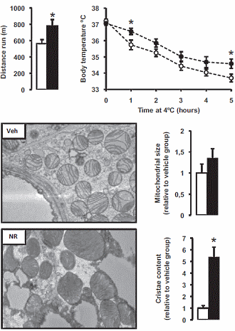 nicotinamideribosidefatoxidation2
