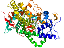 220px-Aromatase_3EQM.png