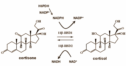 cortisol11bhsd1