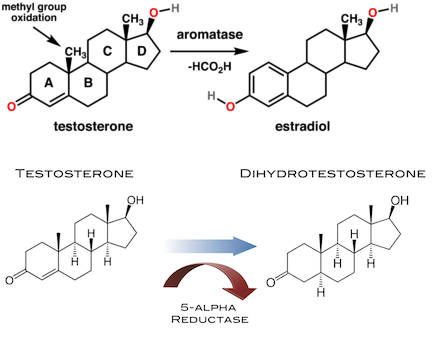 400px-testosterone_estradiol_conversion