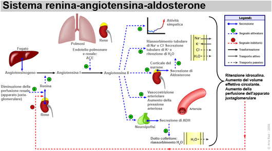 530px-renin-angiotensin-aldosterone_system-it