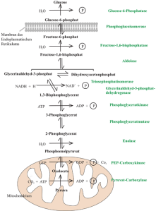 gluconeogenese_schema_2