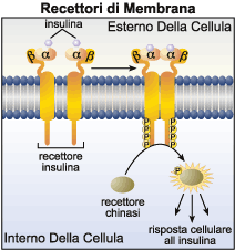 ins_receptor