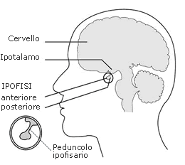 ipofisi