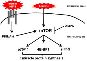 leucine-stimulates-mtor-01