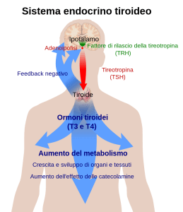 thyroid_system-it