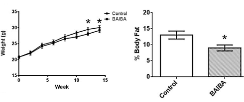 betaaminoisobutyricacidweightlossanimalstudy