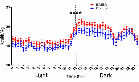 betaaminoisobutyricacidweightlossanimalstudy3