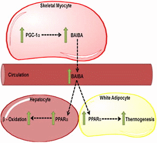 betaaminoisobutyricacidweightlossanimalstudy41