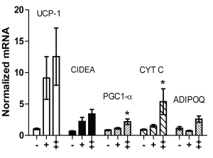 betaaminoisobutyricacidweightlossanimalstudy51
