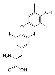 levothyroxine-2d-skeletal