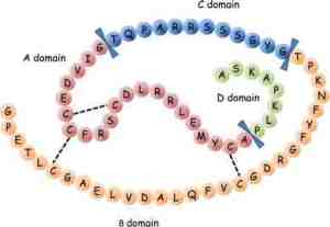 molecular-structure-of-human-igf-1-dashed-lines-indicate-disulfide-bonds-and-blue_png