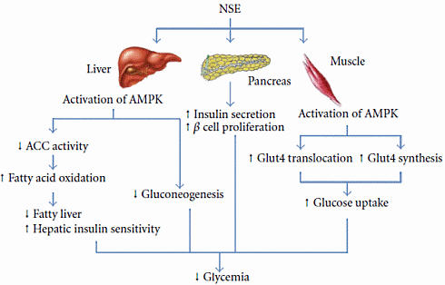 nigellasativainsulinlikeeffectinmuscle5