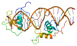 protein_nr1d1_pdb_1a6y