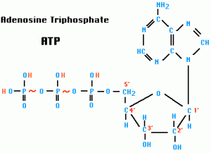 atp-adenosin-trifosfato-300x217.gif