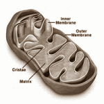 mitochondrium2