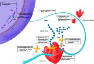process-of-protein-synthesis