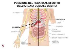 Posizione_del_fegato_al_di_sotto_Dell_arcata_costale_destra_large