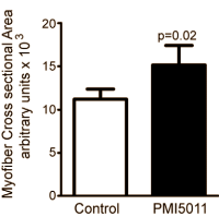 artemisiadracunculusmusclebreakdown