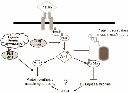 artemisiadracunculusmusclebreakdown3