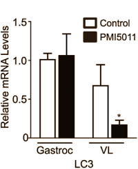 artemisiadracunculusmusclebreakdown4