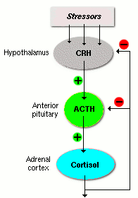 crhacthcortisol1