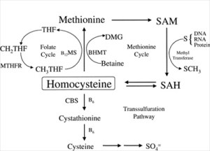 metabolismo_metionina1