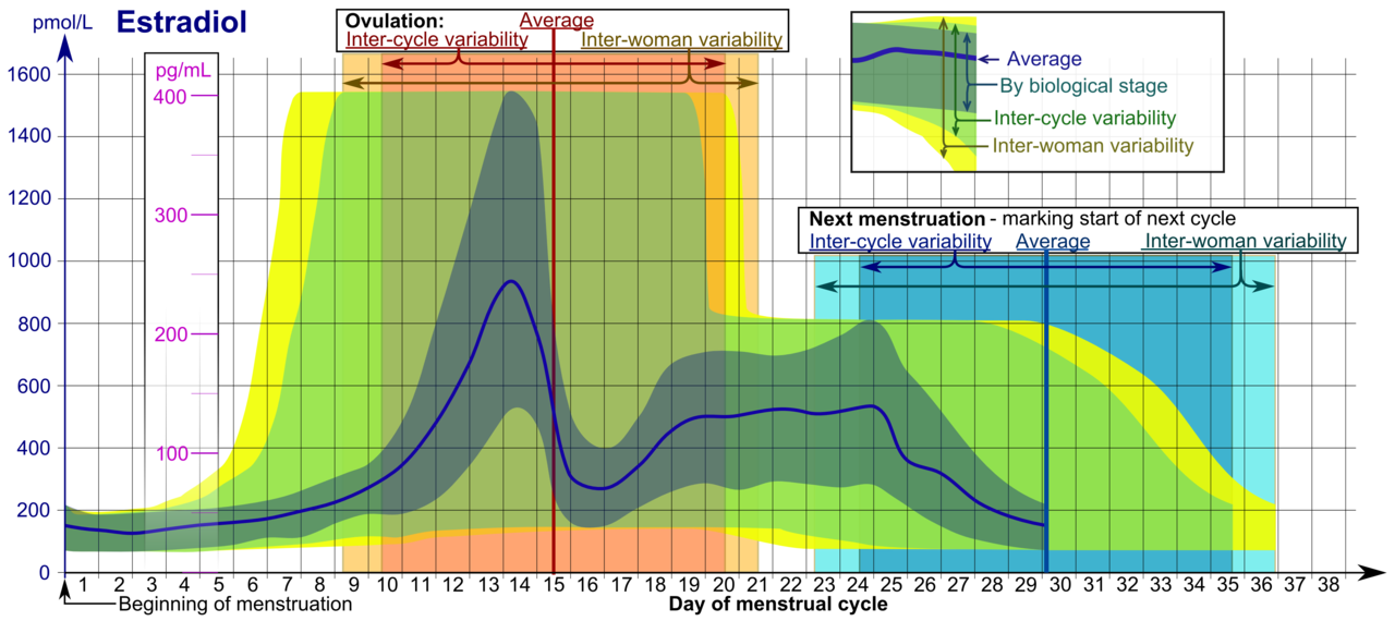 1280px-Estradiol_during_menstrual_cycle