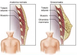 ginecomastia-anatomia