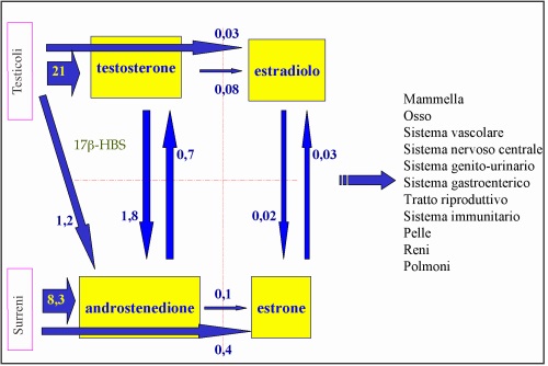 ginecomastia-anatomia.jpg