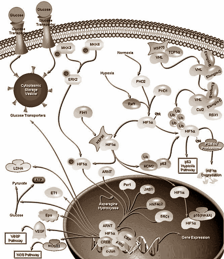 hif1alphapathway