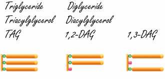 triversusdiacylglyceride