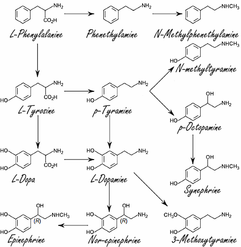 catecholamines