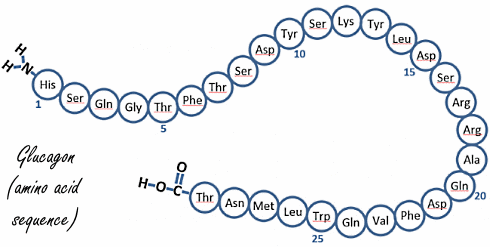 glucagonaminoacidsequence