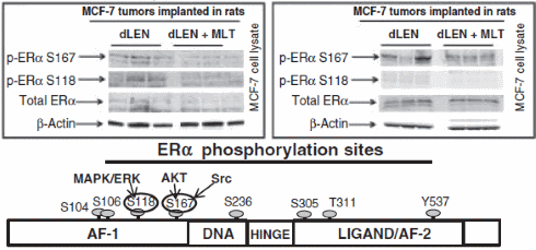 sleepmelatonintamoxifen4
