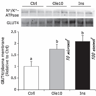 oleuropeininsulinsensitivitymuscle2